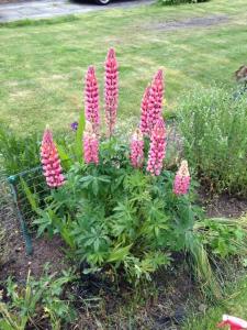 lupin